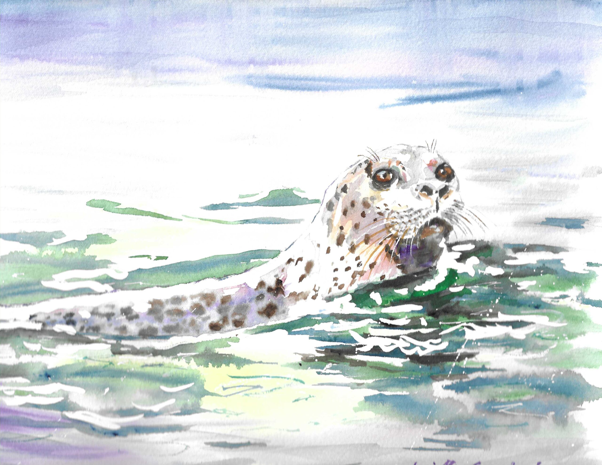Maine Harbor Seal 